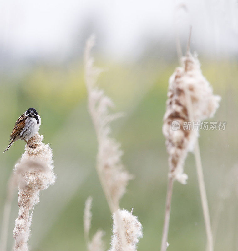 里德·班廷(Emberiza schoeniclus)